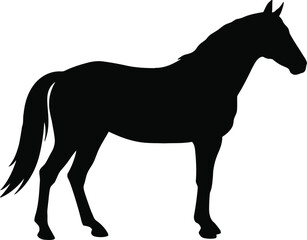 Silhouette of a horse standing, elegant profile, equine, black, simple.