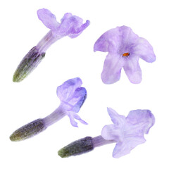 Fototapeta premium Lavender florets isolated on white, set. Fragrant flowers