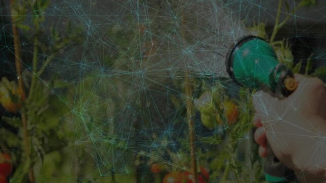 Garden hand squeezing hose handle triggers fine jet growing into broad mist hydrating tomato plants