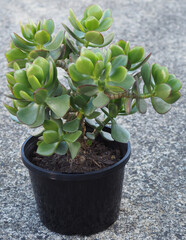 Crassula ovata 'Oliqua' mature succulent plant