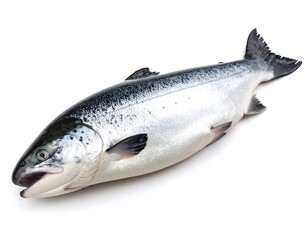 Naklejka premium Fresh whole salmon on white background
