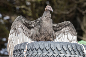 Turkey Vulture drying wings on car roof