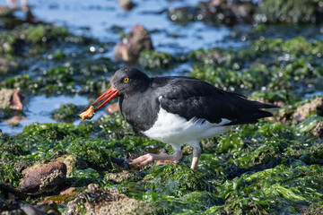 Magellanic Oystercatche feeding along seashore