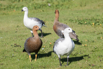 Upland Goose pair at Falkland Islands