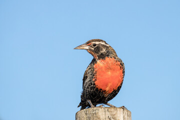 Long-tailed Meadow Lark perched on post