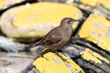 Tussock Bird resting on lichen covered rock