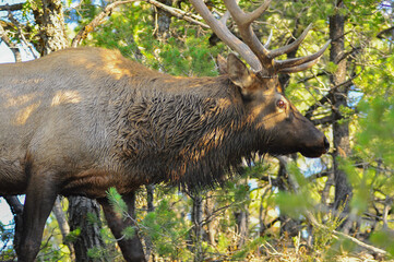 Very large bull elk in tree shade