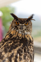Close-Up of Owl Staring at Camera with Blurred Background – Wildlife and Nature Photography