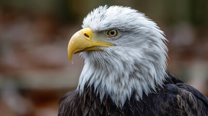 Obraz premium Eagle head profile closeup