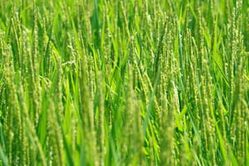 Obraz premium 青々と育つ水田03