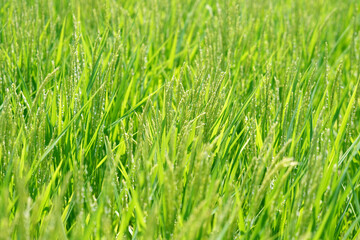 青々と育つ水田01