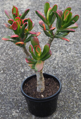 Crassula ovata 'Red Coral' mature succulent plant