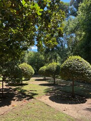 tree in garden