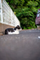 道端でひとやすみする猫