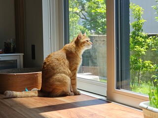 An orange tabby cat sitting by a sunny window, gazing outside with curiosity. The warm indoor light...