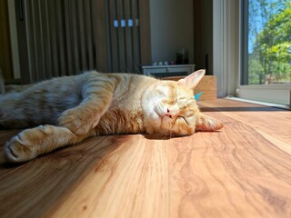 A peaceful orange tabby cat is napping on a sun-drenched wooden floor, with its eyes closed. This...