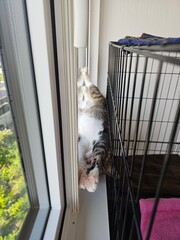 A funny tabby cat is squeezed into a narrow space between a window and a cage, lying on its back...