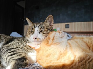 Two adorable cats cuddling in warm sunlight, with a tabby resting its head lovingly on the neck of...