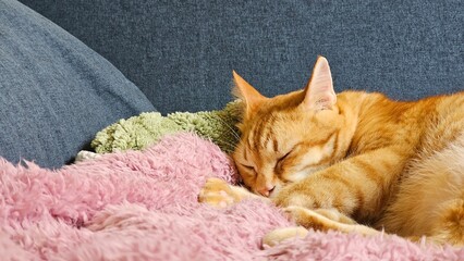 A peaceful orange cat is sleeping soundly, nestled into a soft pink blanket on a blue sofa. This...