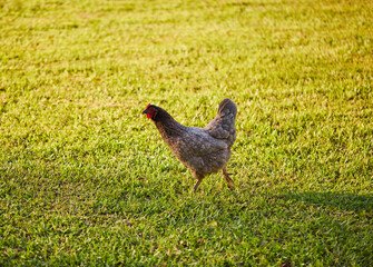 Backyard chickens roaming the garden on a warm summer evening!