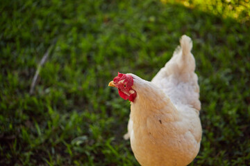 Backyard chickens roaming the garden on a warm summer evening!