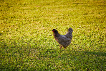 Backyard chickens roaming the garden on a warm summer evening!