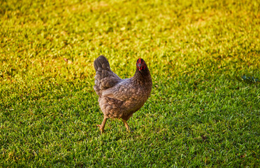 Backyard chickens roaming the garden on a warm summer evening!