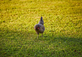 Backyard chickens roaming the garden on a warm summer evening!