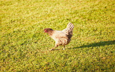 Backyard chickens roaming the garden on a warm summer evening!