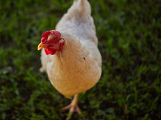 Backyard chickens roaming the garden on a warm summer evening!