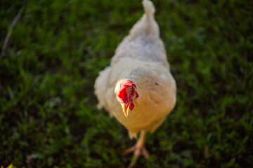 Backyard chickens roaming the garden on a warm summer evening!