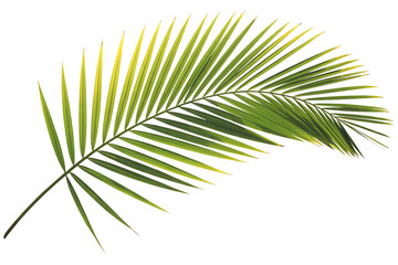 Obraz premium Image of a vibrant green palm frond, isolated on transparent background