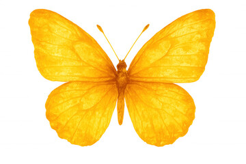 Fototapeta premium Watercolor painting of a yellow butterfly with open wings, isolated on a transparent background