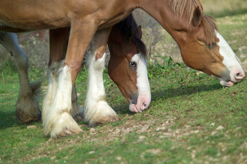 Adult female Clydesdale Draft horse mares graze grass on slope.
