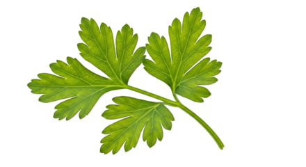 Fresh Parsley Sprig High-Res Image for Culinary Design Use