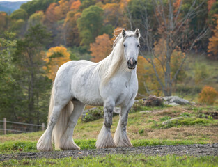 Adult female Gypsy Vanner Horse mare stands 
in field with autumn foliage