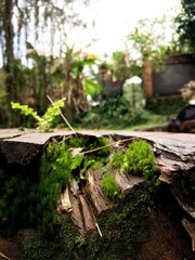 The green bryophyte or moss plant that grows abundantly in the gaps between the dead and damp trunks of mountain pine or mugo pine