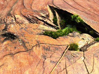 The green bryophyte or moss plant that grows abundantly in the gaps between the dead and damp trunks of mountain pine or mugo pine