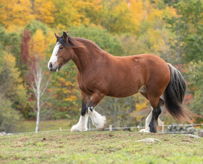 Gypsy Vanner horse mare romps in pasture with autumn colors
