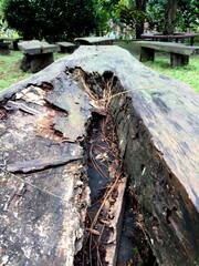 The old mountain pine or casuarina junghuhniana tree with patterned lines, fibers and holes around...