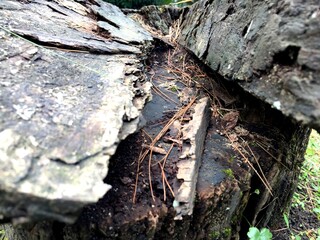 The old mountain pine or mugo pine tree with patterned lines, fibers and holes around it