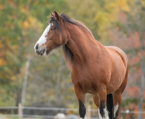 Gypsy Vanner horse mare stands in pasture with autumn colors