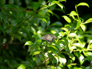 葉に止まるナミアゲハ