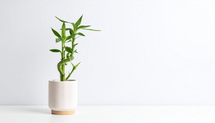 A vibrant green lucky bamboo plant in a minimalist white ceramic pot, set against a clean white background. Concept of home decor, zen, and tranquility.
