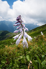 長野県白馬ギボウシ