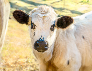 styliized digital photo art, baby animal cow calf head and face in field