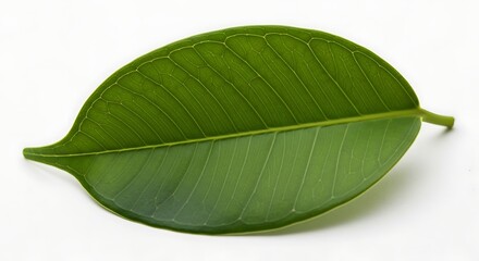 Obraz premium Fresh Green Leaf with Intricate Vein Structure Isolated on White