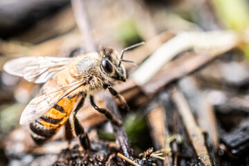 Close-up shot of a bee in nature