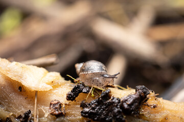 Close-up shot of a beautiful snail crawling in nature