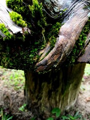 The green bryophyte or moss plant that grows abundantly in the gaps between the dead and damp trunks of mountain pine or mugo pine